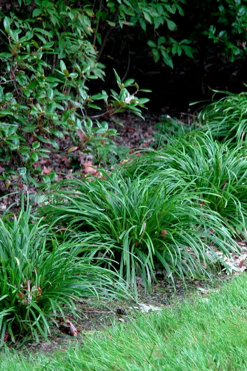 Creek Sedge (Carex Amphibola) - 1 Gallon Pot 3 Creek Sedge (Carex Amphibola) - 1 Gallon Pot