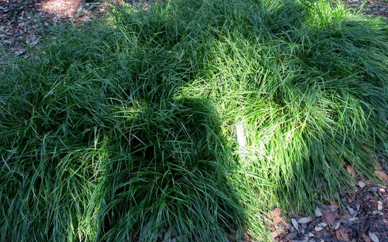 Creek Sedge (Carex Amphibola) - 1 Gallon Pot 7 Creek Sedge (Carex Amphibola) - 1 Gallon Pot - Image 5