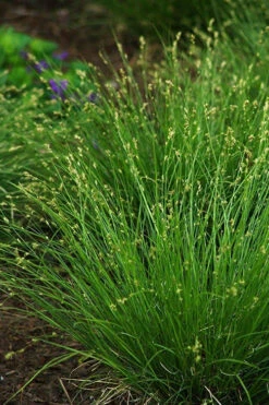 Appalachian Sedge (Carex Appalachia) - 8 Pack Of 1 Gallon Pots -Wilson Bros Garden carex appalachica appalachian sedge 2 1