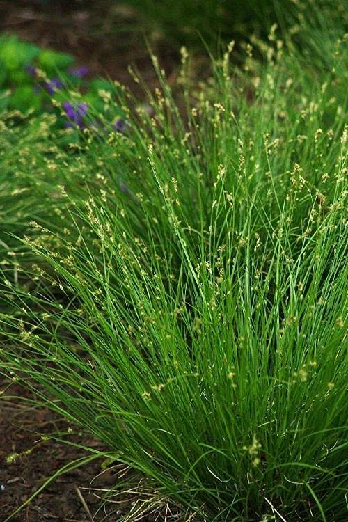 Appalachian Sedge (Carex Appalachia) - 1 Gallon Pot 9 Appalachian Sedge (Carex Appalachia) - 1 Gallon Pot - Image 7