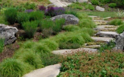 Appalachian Sedge (Carex Appalachia) - 1 Gallon Pot 12 Appalachian Sedge (Carex Appalachia) - 1 Gallon Pot -Wilson Bros Garden carex appalachica appalachian sedge 5