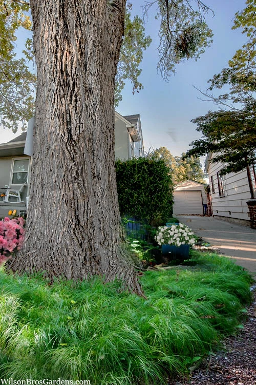 Appalachian Sedge (Carex Appalachia) - 1 Gallon Pot 3 Appalachian Sedge (Carex Appalachia) - 1 Gallon Pot