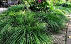 Cherokee Sedge (Carex Cherokeensis) - 1 Gallon Pot 12 Cherokee Sedge (Carex Cherokeensis) - 1 Gallon Pot -Wilson Bros Garden carex cherokeensis cherokee sedge 10