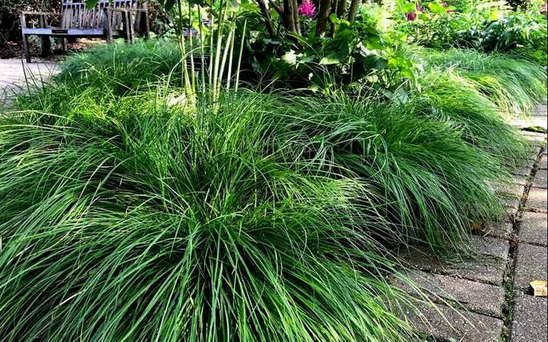 Cherokee Sedge (Carex Cherokeensis) - 1 Gallon Pot 6 Cherokee Sedge (Carex Cherokeensis) - 1 Gallon Pot - Image 4