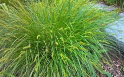 Cherokee Sedge (Carex Cherokeensis) - 1 Gallon Pot 13 Cherokee Sedge (Carex Cherokeensis) - 1 Gallon Pot -Wilson Bros Garden carex cherokeensis cherokee sedge 3