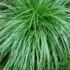 Cherokee Sedge (Carex Cherokeensis) - 1 Gallon Pot 1 Cherokee Sedge (Carex Cherokeensis) - 1 Gallon Pot -Wilson Bros Garden carex cherokeensis cherokee sedge 7