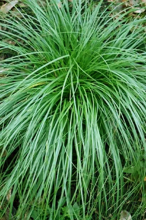 Cherokee Sedge (Carex Cherokeensis) - 1 Gallon Pot 3 Cherokee Sedge (Carex Cherokeensis) - 1 Gallon Pot