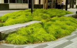 Evercolor 'Everillo' Carex - 5 Pack Of Quart Pots -Wilson Bros Garden carex everillo 20 3