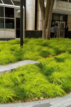 Evercolor Everillo Carex - 1 Gallon Pot -Wilson Bros Garden carex everillo 21