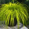 Evercolor Everillo Carex - 6 Pack Of 1 Gallon Pots -Wilson Bros Garden carex everillo 22
