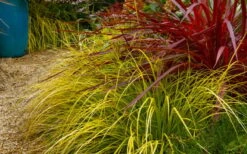 Evercolor 'Everillo' Carex - 5 Pack Of Quart Pots -Wilson Bros Garden carex everillo 23 3