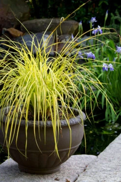 Evercolor Everillo Carex - 8 Pack Of 1 Gallon Pots -Wilson Bros Garden carex everillo 24 1