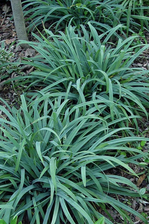 Bunny Blue Creeping Sedge (Carex Laxiculmis 'Hobb') - 1 Gallon Pot 3 Bunny Blue Creeping Sedge (Carex Laxiculmis 'Hobb') - 1 Gallon Pot
