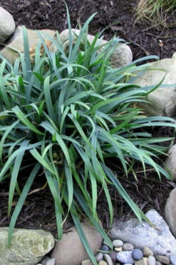 Bunny Blue Creeping Sedge (Carex Laxiculmis 'Hobb') - 1 Gallon Pot 13 Bunny Blue Creeping Sedge (Carex Laxiculmis 'Hobb') - 1 Gallon Pot -Wilson Bros Garden carex laxiculmus hobb bunny blue sedge grass 3