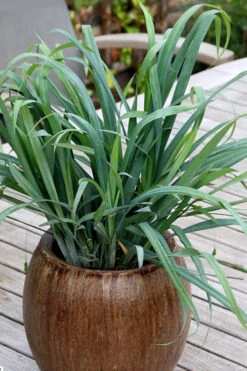 Bunny Blue Creeping Sedge (Carex Laxiculmis 'Hobb') - 1 Gallon Pot 12 Bunny Blue Creeping Sedge (Carex Laxiculmis 'Hobb') - 1 Gallon Pot -Wilson Bros Garden carex laxiculmus hobb bunny blue sedge grass 6