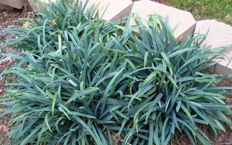 Bunny Blue Creeping Sedge (Carex Laxiculmis 'Hobb') - 1 Gallon Pot 6 Bunny Blue Creeping Sedge (Carex Laxiculmis 'Hobb') - 1 Gallon Pot - Image 4