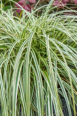 Feather Falls Sedge (Carex Oshimensis) - 5 Pack Of Quart Pots -Wilson Bros Garden carex oshimensis fetaher falls sedge grass 1