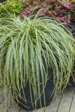 Feather Falls Sedge (Carex Oshimensis) - 5 Pack Of Quart Pots -Wilson Bros Garden carex oshimensis fetaher falls sedge grass 2