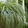 Feather Falls Sedge (Carex Oshimensis) - 5 Pack Of Quart Pots -Wilson Bros Garden carex oshimensis fetaher falls sedge grass 4