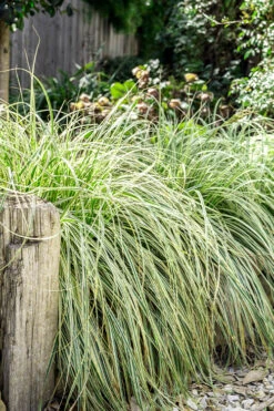 Feather Falls Sedge (Carex Oshimensis) - 5 Pack Of Quart Pots -Wilson Bros Garden carex oshimensis fetaher falls sedge grass 5