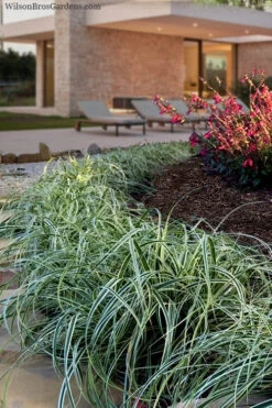 Feather Falls Sedge (Carex Oshimensis) - 5 Pack Of Quart Pots -Wilson Bros Garden carex oshimensis fetaher falls sedge grass 7