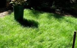 Pennsylvania Sedge (Carex Pennsylvanica) - 1 Gallon Pot -Wilson Bros Garden carex pennsylvanica pennylvania sedge 1