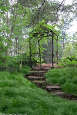 Pennsylvania Sedge (Carex Pennsylvanica) - 1 Gallon Pot
