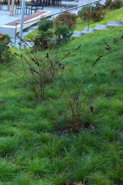 Texas Sedge (Carex Texensis) - 1 Gallon Pot -Wilson Bros Garden carex texensis texas sedge 1