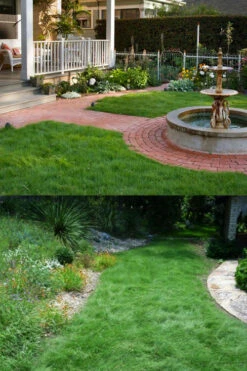 Texas Sedge (Carex Texensis) - 1 Gallon Pot -Wilson Bros Garden carex texensis texas sedge 2