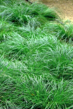 Texas Sedge (Carex Texensis) - 1 Gallon Pot -Wilson Bros Garden carex texensis texas sedge 3