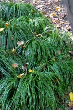 Texas Sedge (Carex Texensis) - 1 Gallon Pot -Wilson Bros Garden carex texensis texas sedge 5