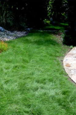 Texas Sedge (Carex Texensis) - 1 Gallon Pot -Wilson Bros Garden carex texensis texas sedge 7