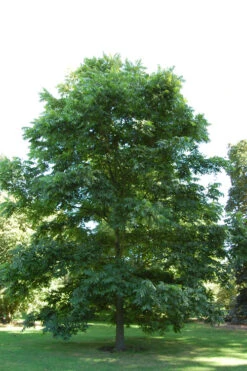 Avalon Pecan Tree - 5 Gallon Pot -Wilson Bros Garden carya illinionensis hardy pecan 2