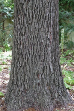 Avalon Pecan Tree - 5 Gallon Pot -Wilson Bros Garden carya illinionensis hardy pecan 6