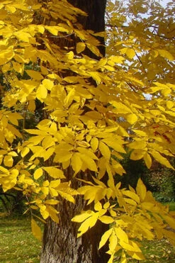 Avalon Pecan Tree - 5 Gallon Pot -Wilson Bros Garden carya illinionensis hardy pecan fall leaf color 4
