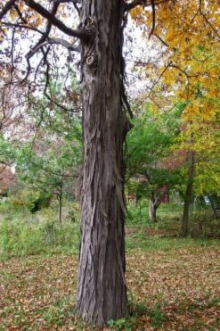 Shagbark Hickory Tree (Carya Ovata) - 3 Gallon Pot -Wilson Bros Garden carya ovata shagbark hickory tree 1