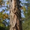 Shagbark Hickory Tree (Carya Ovata) - 3 Gallon Pot 1 Shagbark Hickory Tree (Carya Ovata) - 3 Gallon Pot -Wilson Bros Garden carya ovata shagbark hickory tree bark 1