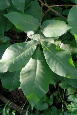 Shagbark Hickory Tree (Carya Ovata) - 3 Gallon Pot -Wilson Bros Garden carya ovata shagbark hickory tree leaves 3