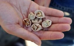 Shagbark Hickory Tree (Carya Ovata) - 3 Gallon Pot -Wilson Bros Garden carya ovata shagbark hickory tree nuts 4