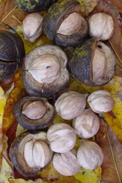 Shagbark Hickory Tree (Carya Ovata) - 3 Gallon Pot -Wilson Bros Garden carya ovata shagbark hickory tree nuts 5