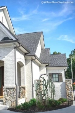 Serpentine Weeping Blue Atlas Cedar - 5 Gallon Pot -Wilson Bros Garden cedar blue atlas serpentine 11