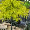 Gold Cascade Deodar Cedar (Single Trunk Topiary Tree)- 7 Gallon Pot -Wilson Bros Garden cedrus deodara gold cascade single trunk tree form topiary 2