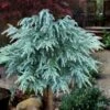 Divinely Blue Deodar Cedar Tree (Single Trunk Topiary) - 3 Gallon Pot -Wilson Bros Garden cedrus deodora divinely blue topiary tree 100