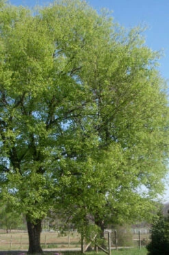 Sugarberry Tree (Celtis Laevigata) - 1 Gallon Pot