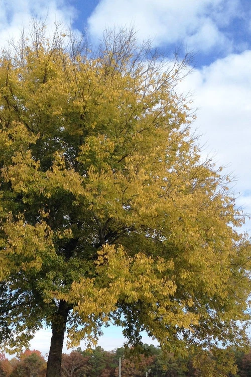 Sugarberry Tree (Celtis Laevigata) - 3 Gallon Pot 7 Sugarberry Tree (Celtis Laevigata) - 3 Gallon Pot - Image 5