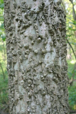 Sugarberry Tree (Celtis Laevigata) - 3 Gallon Pot 15 Sugarberry Tree (Celtis Laevigata) - 3 Gallon Pot -Wilson Bros Garden celtis laevigata sugarberry tree 6 1