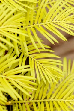 Golden Dragon Plum Yew (Cephalotaxus Harringtonia) - 7 Gallon Pot -Wilson Bros Garden cephalotaxus harringtonia golden dragon japanese yew 22