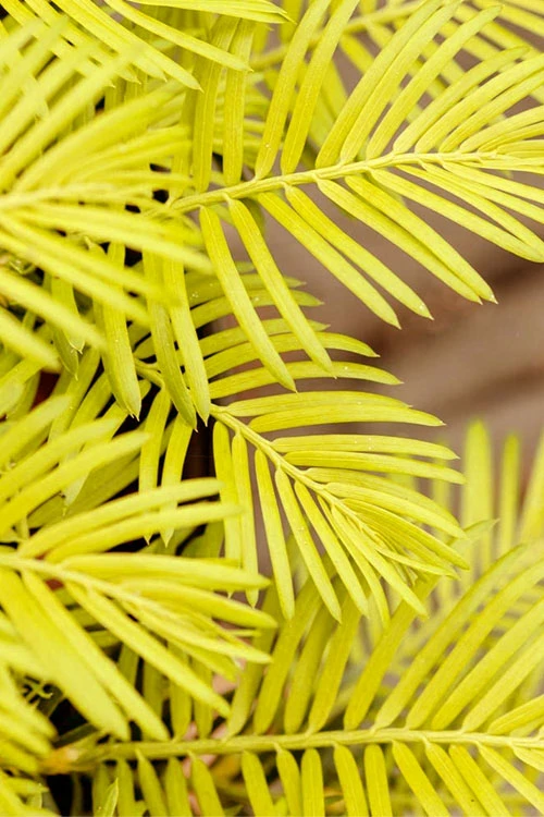 Golden Dragon Plum Yew (Cephalotaxus Harringtonia) - 3 Gallon Pot - SALE 6 Golden Dragon Plum Yew (Cephalotaxus Harringtonia) - 3 Gallon Pot - SALE - Image 4