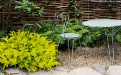 Golden Dragon Plum Yew (Cephalotaxus Harringtonia) - 5 Pack Of Quart Pots 12 Golden Dragon Plum Yew (Cephalotaxus Harringtonia) - 5 Pack Of Quart Pots -Wilson Bros Garden cephalotaxus harringtonia golden dragon japanese yew 40 2