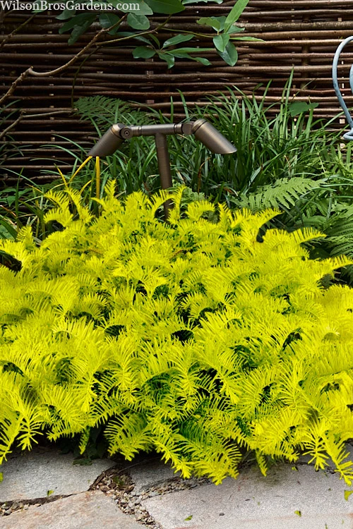 Golden Dragon Plum Yew (Cephalotaxus Harringtonia) - 5 Pack Of Quart Pots 3 Golden Dragon Plum Yew (Cephalotaxus Harringtonia) - 5 Pack Of Quart Pots